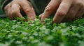 Photo of microgreen and person& x27;s hands in shot, healthy food and vegan diet concept, plant on a blurred background Royalty Free Stock Photo