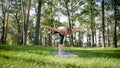 Photo of middle aged smiling woman practising yoga asana. Persong meditating in nature. Balance and harmony of body and