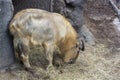 Photo mishmi takin. A lone mishmi takin eats hay. Wild animal mishmi takin