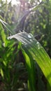 Photo of mist on farm plants india