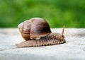 Photo of a molluscs, garden snail in the wild