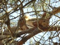 Photo of molting red squirrel sitting on a pine branch