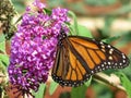 Monarch Butterfly Feeding on the Purple Flower in August Royalty Free Stock Photo