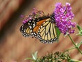 Monarch Butterfly Feeding on the Purple Flower in Summer Royalty Free Stock Photo