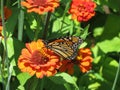 Monarch Butterfly in the Zinnia Garden During August