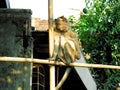 Photo of a monkey on a bamboo