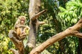 Photo of monkey on the branch