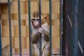 Photo of a monkey locked in a zoo.