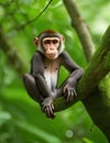 Photo of Monkey on Tree Branch Royalty Free Stock Photo