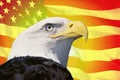 Photo montage: American flag and bald eagle Royalty Free Stock Photo