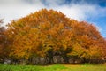 Photo of monumental beech tree Royalty Free Stock Photo
