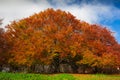 Photo of monumental beech tree in the canfaito natura reserve Royalty Free Stock Photo