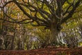 Monumental beech tree, the king of the beech forest Royalty Free Stock Photo
