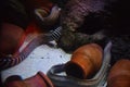 Moray eels in aquarium, Muraenidae family