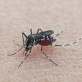 This is a photo of a mosquito sucking human blood Royalty Free Stock Photo