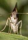 Moth on leaf extreme close up photo Royalty Free Stock Photo