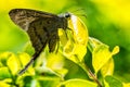 Moth Urbanus simplicius - lepidoptera - on leaf with blurred green background macro phototography Royalty Free Stock Photo