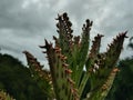 The photo of the mother of millions after the rain. Royalty Free Stock Photo