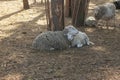 Photo of mother sheep with a lamb. The joy of motherhood