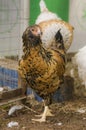 Photo of motley chicken breed ameraucana.