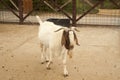 White goat with brown ears