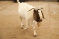 White goat with brown ears