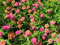 Pretty Multicolored Flowers in Summer in August