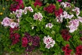 Multicolored geranium flowers in summer garden. Floral background Royalty Free Stock Photo