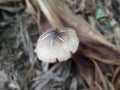 Photo Of Mushroom Growing On Rotting Banana Stems