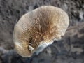 photo of mushrooms in the forest in cream color with beautiful and unique stamen veins