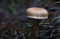 Close up of a small mushroom. Prepared with stacking focus close up. Nature picture suitable for background.