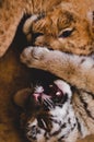 Photo of a muzzle of a lion cub and a tiger cub