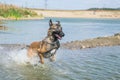 Belgian Malinois from my first Photoworkshop
