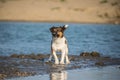 Jack russell terier on island in water