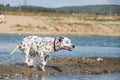 Photo of black and white dog who is running in water