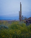 Wildflowers and Cactus at Dusk