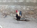 photo of my pet rooster at home