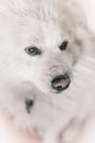 My white pet dog photo Royalty Free Stock Photo