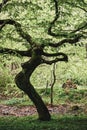 Photo of a mystical looking tree in summer