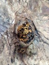 photo of the natural nest of trigona honey bees in a wooden hole around my backyard, the honey is suitable for healthÃ¯Â¿Â¼