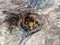 photo of the natural nest of trigona honey bees in a wooden hole around my backyard, the honey is suitable for healthÃ¯Â¿Â¼