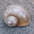 sea conch sheels Royalty Free Stock Photo