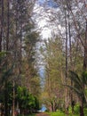 A photo Nature of a forest tree portrait beach