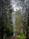 A photo Nature of a forest tree portrait beach