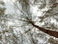 A photo Nature of a forest tree portrait beach