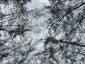 A photo Nature of a forest tree portrait beach