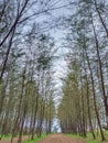 A photo Nature of a forest tree portrait beach