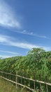 photo of a neat cassava garden with a clear sky as a background