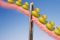 Photo of Needle and Thread And Row of Ducks Following Each Other