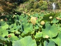 Photo of Nelumbo nucifera with seed head